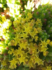 Sedum × rubrotinctum