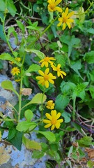 Senecio leucanthemifolius