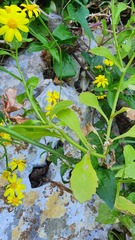 Senecio leucanthemifolius