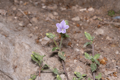 Campanula hagielia