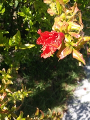 Punica