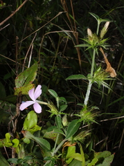 Barleria saxatilis