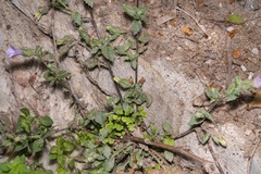 Campanula hagielia