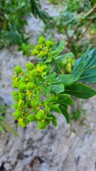 Euphorbia bivonae