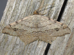 Macaria aequiferaria