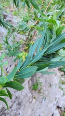 Euphorbia bivonae