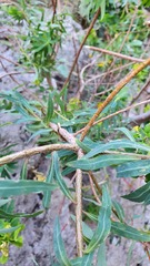 Euphorbia bivonae
