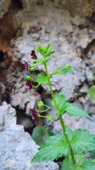 Scrophularia peregrina