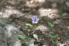 Campanula hagielia