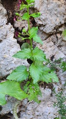 Scrophularia peregrina