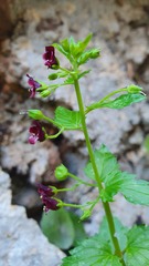 Scrophularia peregrina