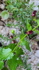 Scrophularia peregrina