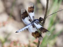 Plathemis subornata