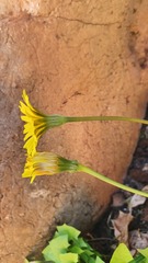 Hyoseris radiata