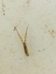 Corophiidae
