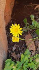 Hyoseris radiata