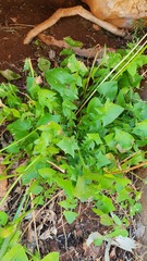 Hyoseris radiata
