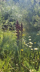 Orobanche variegata