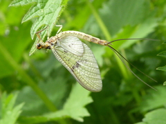 Ephemera danica