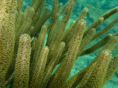 Plexaurella nutans