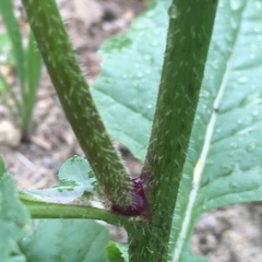 Rhamphospermum arvense