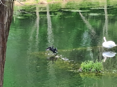 Phalacrocorax carbo
