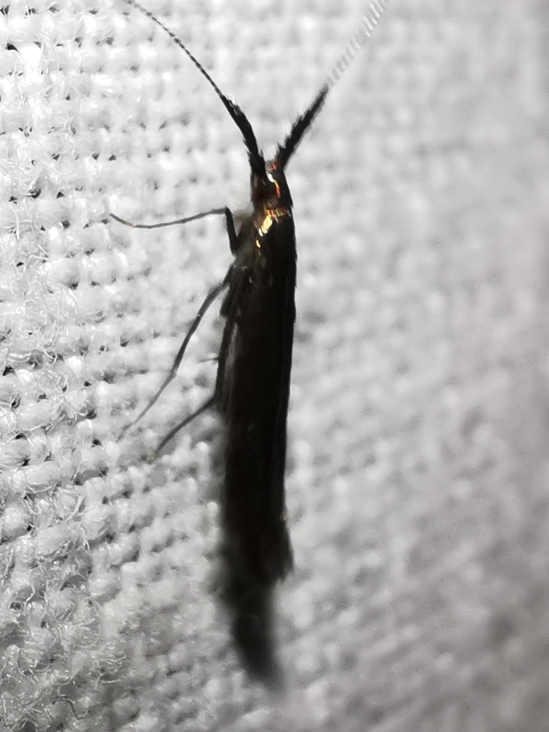 Coleophora variicornis