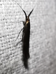 Coleophora variicornis