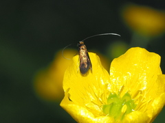 Cauchas rufimitrella