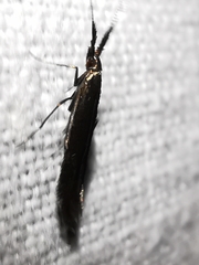 Coleophora variicornis