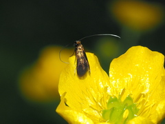 Cauchas rufimitrella