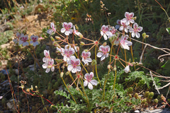 Erodium cazorlanum