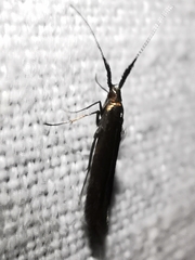 Coleophora variicornis