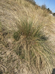 Juncus maritimus