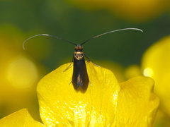 Cauchas rufimitrella