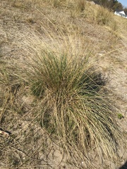 Juncus maritimus