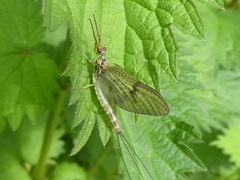 Ephemera danica