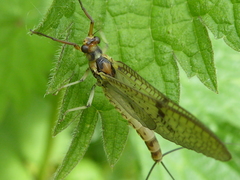 Ephemera danica