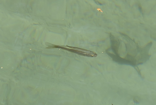 Rhodes minnow (Squalius ghigii) — Cyprinidae — 4