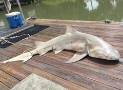 Negaprion brevirostris