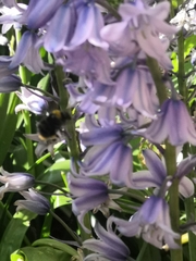 Bombus pratorum