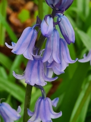 Hyacinthoides hispanica