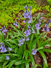 Hyacinthoides hispanica