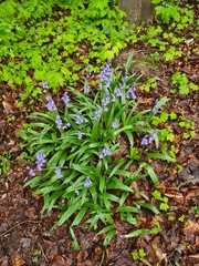 Hyacinthoides hispanica
