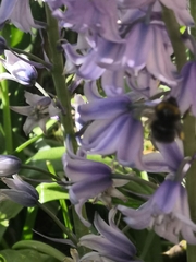 Bombus pratorum
