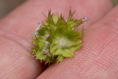 Valerianella obtusiloba