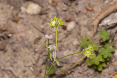 Valerianella obtusiloba