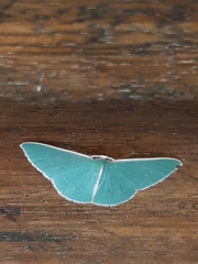 Chlorocoma melocrossa