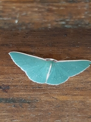 Chlorocoma melocrossa