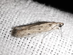 Homoeosoma nebulella